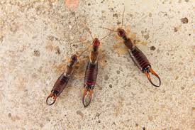 Use a dehumidifier to reduce the humidity if you notice earwigs inside of your house. Why Do I Have Earwigs In My House Colonial Pest Control