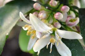 Check spelling or type a new query. Lemon Tree Flowers Gardening Nirvana