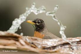 Compare click to add item api heated stone colored bird bath with deck & pole mount to the compare list. Three Great Bird Bath Accessories Birdwatching