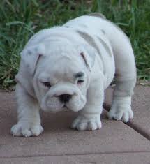However, free bulldog dogs and puppies are a rarity as rescues usually charge a small adoption fee to cover their expenses (usually less than $200). Dabell British Bulldogs British Bulldog Breeder Mooroopna Vic