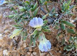 Image result for Blepharis integrifolia