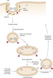 We did not find results for: Organelle Structure And Function Sciencedirect