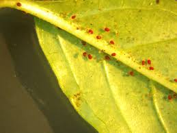 Spider mites a very very tiny (nearly invisible to the human eye) pests that feed only on plants. Spider Mite Identification And Control Gardening In The Panhandle