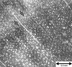 Image result for Newtonia hildebrandtii