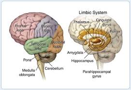 Brain Anatomy Dementiatoday Brain Anatomy Limbic System Human Brain