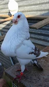 Mohamed Ahmed Adli Kullanicinin Pigeons Life Panosundaki Pin Guzel Kuslar Kus