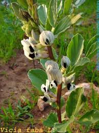 Image result for Vicia faba
