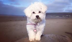 Puppies from celebrity bloodlines are $5,000.00 and up. Teacup Maltese 12 Surprising Things To Know Before Adopt
