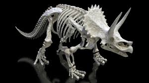 Triceratops Skeleton 3d Model Turbosquid 1505921 In 2020 3d Model Extinct Animals Cinema 4d R14