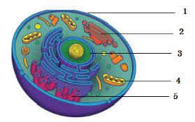 Check spelling or type a new query. Latihan Soal Uas Biologi Kelas 11 Semester Ganjil 2018