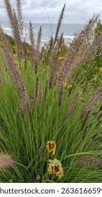 Image result for Cenchrus setaceus