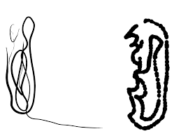 To see this code, and many other demos, take a look at the simpleink demo from the official. Windows Ink Club