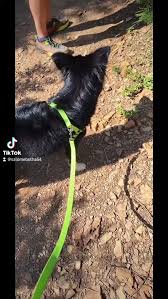 Wolwespruit , #saturdayvibes #dogslife