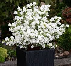 Image result for Exochorda