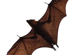 ✪ what is it like to be a bat? What Is It Like To Be A Bat Psychology Today