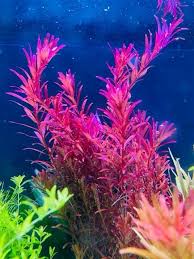 Image result for Rotala submersa