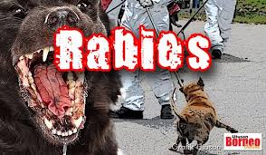 Jabatan perkhidmatan veterinar negeri pulau pinang, bukit tengah 14000 bukit mertajam pulau pinang tel : Jabatan Perkhidmatan Veterinar Adakan Perbincangan Dengan Nadma Atasi Rabies Di Sarawak Utusan Borneo Online