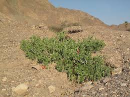 Image result for Capparis cartilaginea