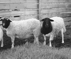 Black And White Sheep Breeds Nz Dorper Sheep Revolutionizing The Meat Sheep Industry Sheep Sheep Breeds Katahdin Sheep