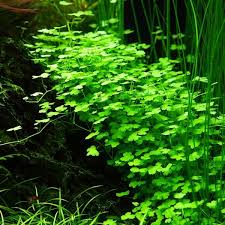 Hygrophila Tripartita Hydrocotyle Japan Discus Com In 2020 Live Aquarium Plants Fresh Water Fish Tank Underwater Plants