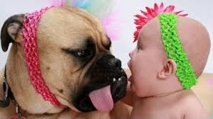 bebeklerin kopek ile oynama baby dogs cute animals funny babies