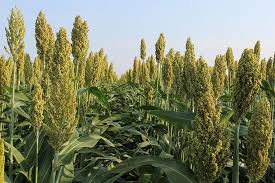 Image result for Sorghum