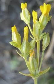 Image result for Sebaea pentandra