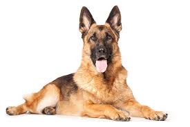 Labrador dog price, Rottweiler dog price, puppies, and breeder info