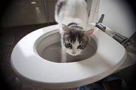 Check spelling or type a new query. Why Does My Cat Drink From The Toilet Petsoid