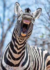 Not only in deserts, zebras also prefer to live in open areas having green grass and water around. 60 Zebra Facts For Animal Lovers And Africa Travelers All 3 Species Storyteller Travel