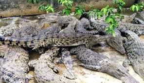 Banyak yang berpikir lidah buaya pasti aman untuk kulit, karena bahan alami. Libur Lebaran Ke Taman Buaya Berani Pegang Dan Selfie Sama Buaya Travel Tempo Co