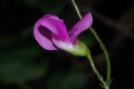 Image result for Dolichos trilobus