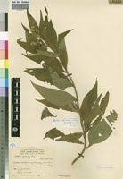 Image result for Aspilia pluriseta