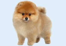 Please read our pomeranian breed buying advice page first, or try our useful dog breed selector to find the perfect dog breed. Pomeranian Puppies Buy Puppy In Dubai Happy Paws Dubai