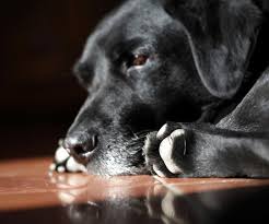 A dog.png 223 × 297; Dog Jpg Free Stock Photos Download 105 542 Free Stock Photos For Commercial Use Format Hd High Resolution Jpg Images