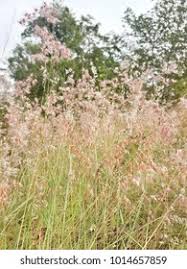 Image result for Melinis minutiflora