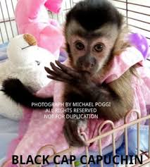 Pet Monkeys For Sale Primates For Sales
