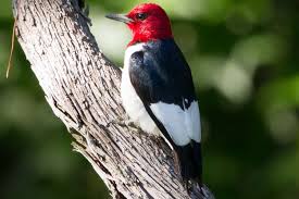 If you are thinking of birding in southeast michigan, you'll find plenty of opportunities as the area's deciduous forests, rivers several exotic birds have been spotted among the 300 species of birds reported in the park. Pictures Of Red Birds From Around The Globe