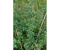 Image result for Jasminum schimperi