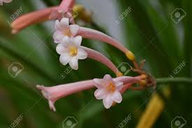 Image result for Cyrtanthus mackenii