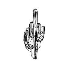Black And White Cactus Drawing Pin Di Patrizia Concas Su Cactacee Illustrazioni Tatuaggio Cactus Piante Di Cactus Tatuaggi