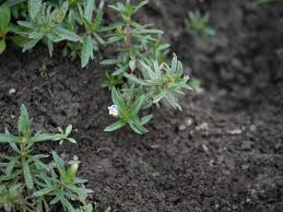 Image result for Limnophila indica