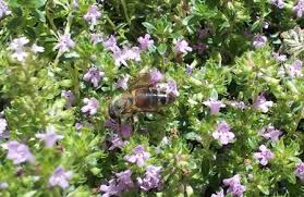 Maybe you would like to learn more about one of these? Plants Between Pavers Deep Green Permaculture