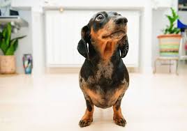 برترين نژاد سگ هاي گاردو سگ نگهبان | فروش سگ ، به دنبال نژاد سگ براي نگهبان. Ù…Ø¹Ø±ÙÛŒ 29 Ù†Ú˜Ø§Ø¯ Ø³Ú¯ Ø¢Ù¾Ø§Ø±ØªÙ…Ø§Ù†ÛŒ Ùˆ Ø³Ø§Ø²Ú¯Ø§Ø± Ø¨Ø§ Ù…Ø­ÛŒØ· Ú©ÙˆÚ†Ú© Ù‡Ù…Ø±Ø§Ù‡ Ø¨Ø§ Ø¹Ú©Ø³ Ùˆ ÙÛŒÙ„Ù… Ù¾Øª Ø²ÛŒÙ¾