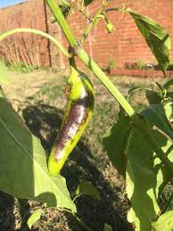 Because a few plants will feed most families, it is best to buy pepper plants rather than grow them from seed. What S Going On With My Banana Pepper Plant North Florida Gardening