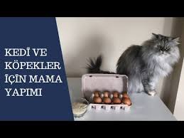 kedi ve kopekler icin 2 super mama tarifi kendin yap diy youtube kedi kopek mama tarifleri