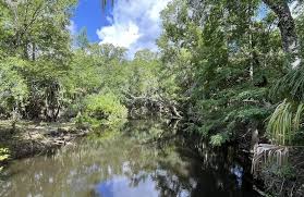 Morris Bridge Boardwalk, Florida