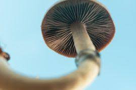 Image result for Justicia nyassana