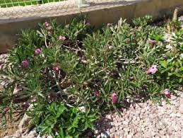 Image result for Adenium swazicum