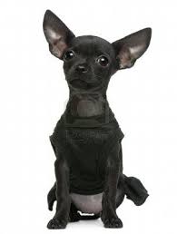 Visit lots of new places and meet lots of new people. Chihuahua Puppy 3 Months Old Gomez Chihuahua Puppies Cute Chihuahua Puppies